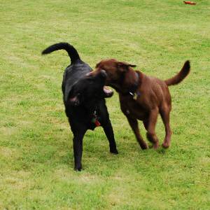 Second Chance Kennels