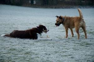 Second Chance Kennels