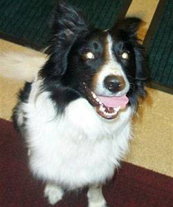 Second Chance Kennels