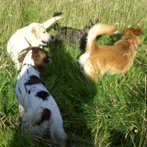 Second Chance Kennels