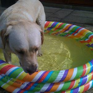 Second Chance Kennels