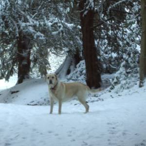 Second Chance Kennels