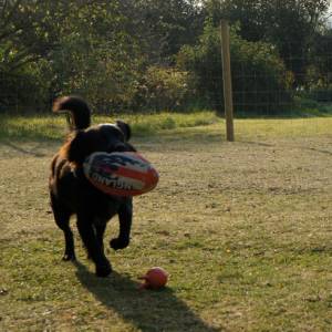 Second Chance Kennels