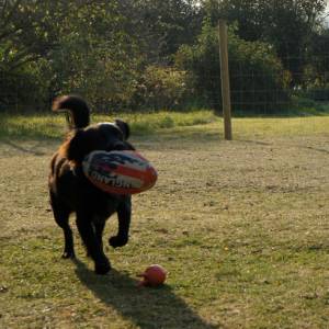 Second Chance Kennels