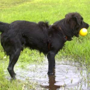 Second Chance Kennels