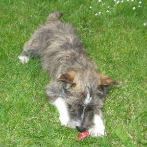 Second Chance Kennels