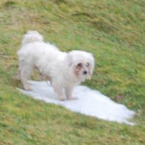 Second Chance Kennels