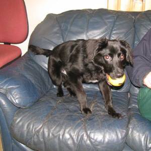 Christmas at the Second Chance Kennels