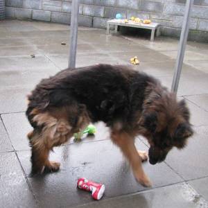 Christmas at the Second Chance Kennels