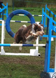 Agility at Camperdown Park.