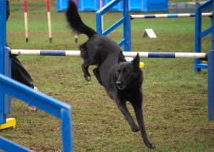 Agility at Camperdown Park.