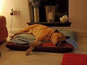Charlie ( Snoops ) xx