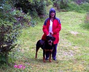 Thor handsome Rottweiler