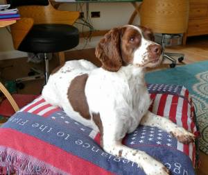 Frodo xx
